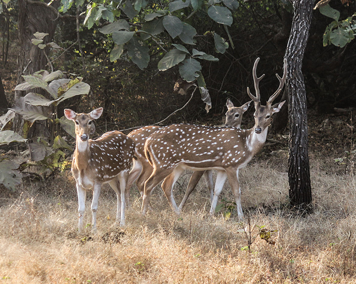 Jharkhand