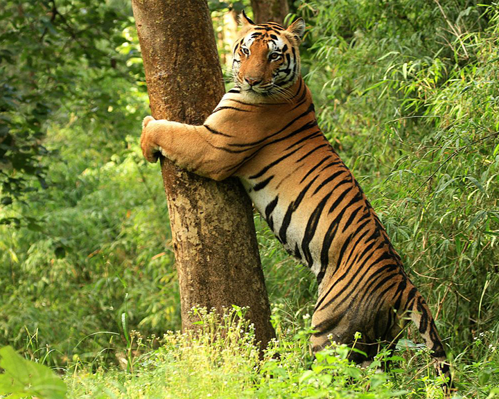 Jharkhand