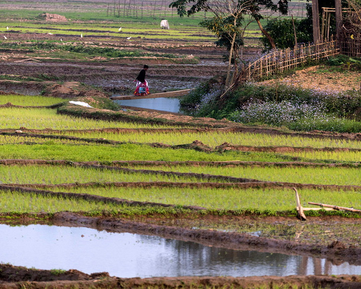 Majuli