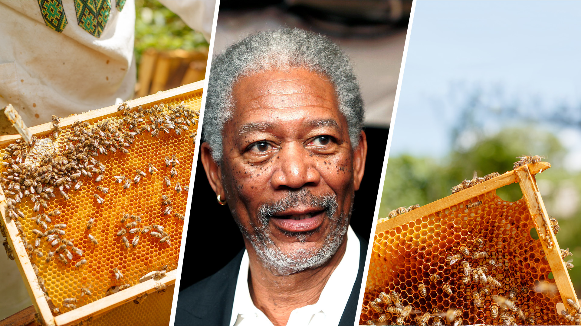 ÙØªÙØ¬Ø© Ø¨Ø­Ø« Ø§ÙØµÙØ± Ø¹Ù âªMorgan Freeman converts his 124-acre ranch into a bee sanctuaryâ¬â