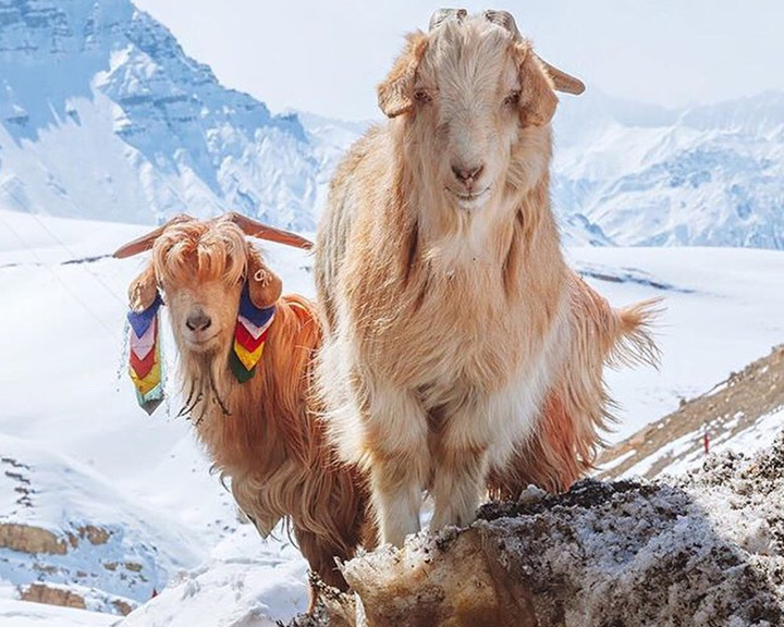 Spiti