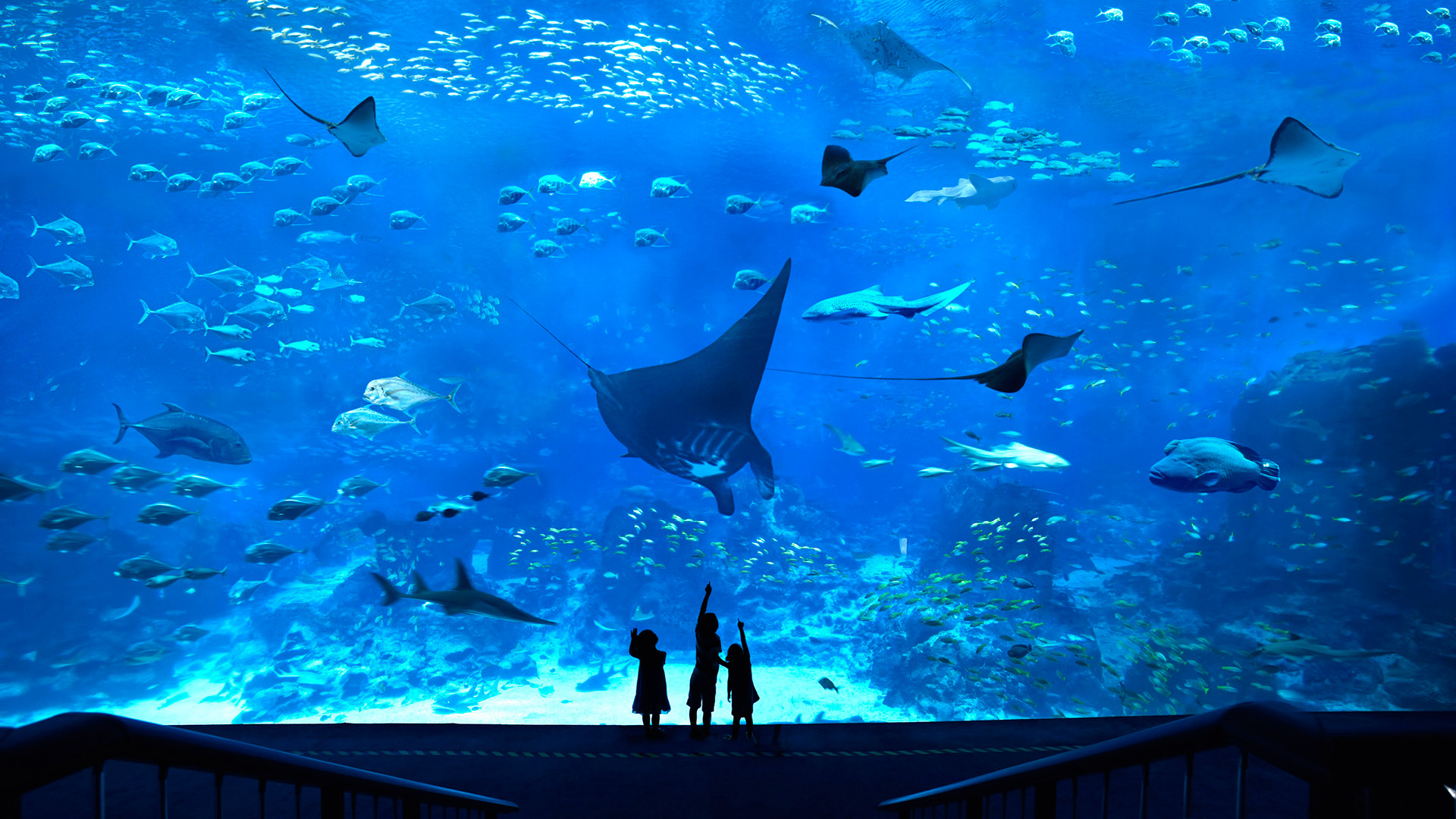 Experience Of A Lifetime: S.E.A. Aquarium™ At Resorts World™ Sentosa  Singapore