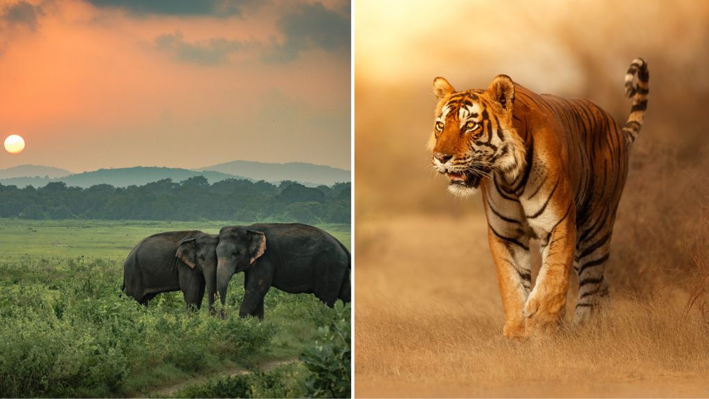 Radhanagari Wildlife Sanctuary Archives > Travel + Leisure India