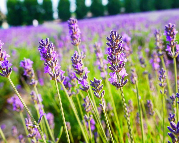 Japan lavender fields Hokkaido Furano