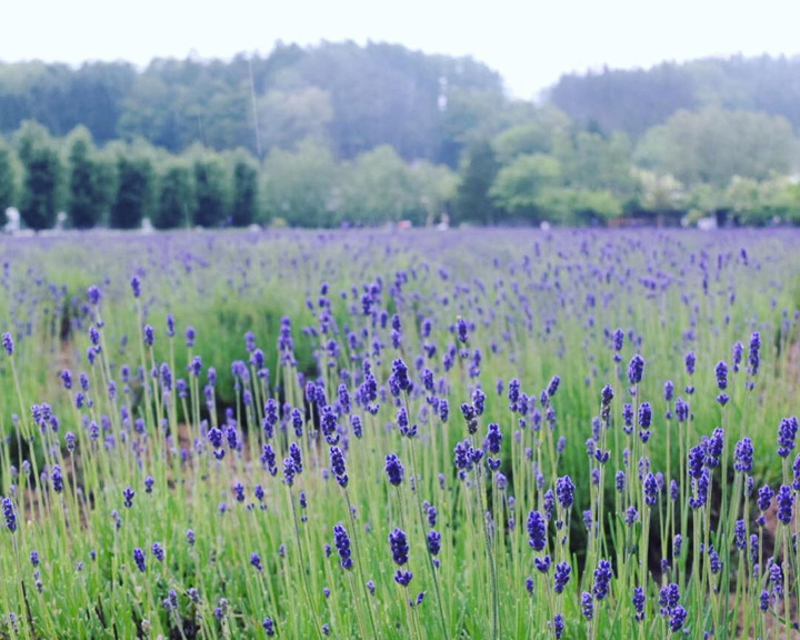 Japan lavender fields Hokkaido Furano