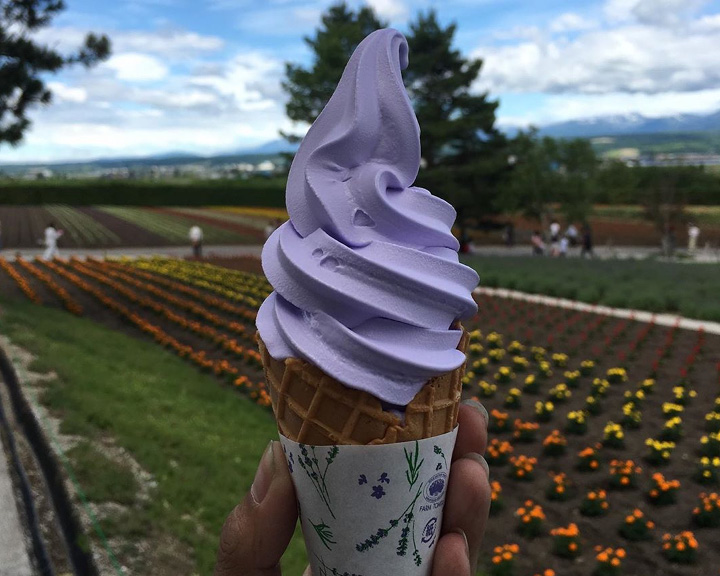 Japan lavender fields Hokkaido Furano