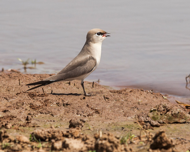 Satpura National Park