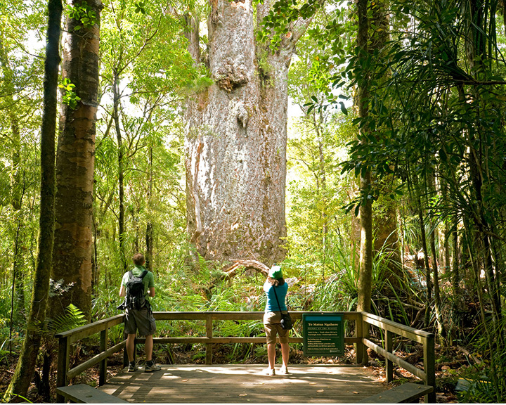 Kauri Trees Maori Culture