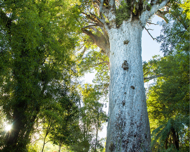 Kauri Trees Maori Culture