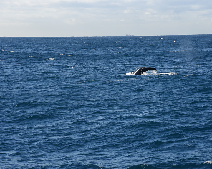  Whale Watching In Sydney