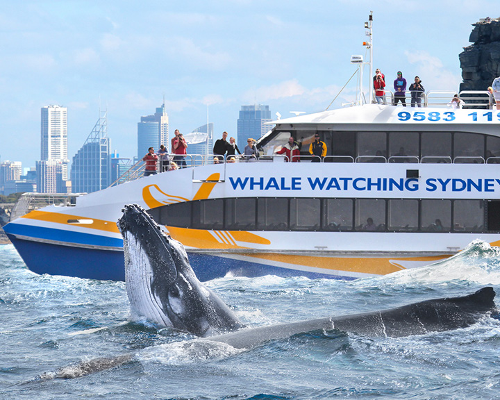  Whale Watching In Sydney