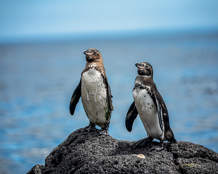 Galápagos Islands Images