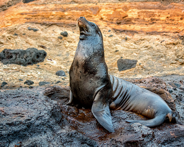 Galápagos Islands Images