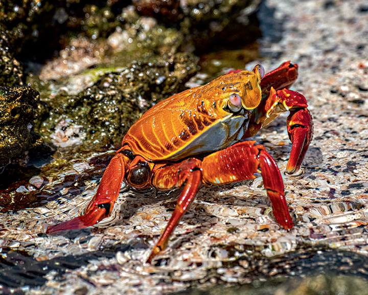 Galápagos Islands Images