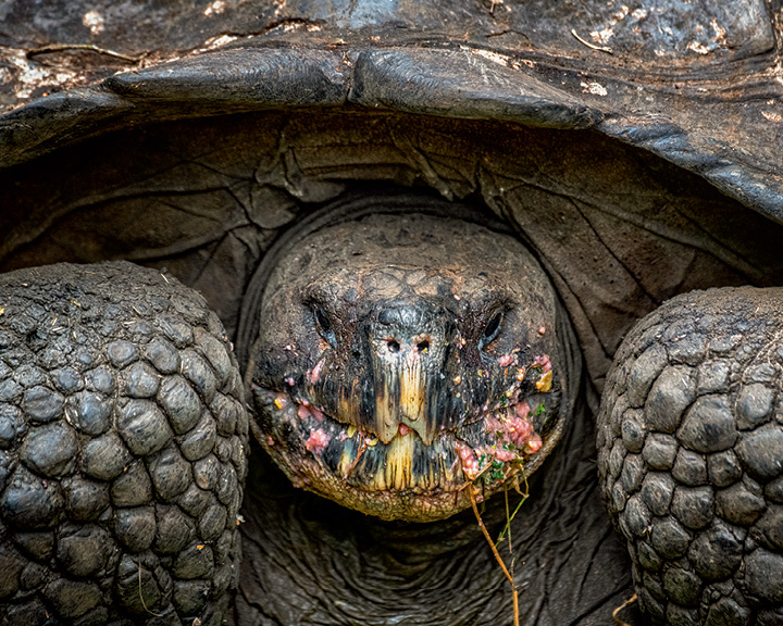 Galápagos Islands Images