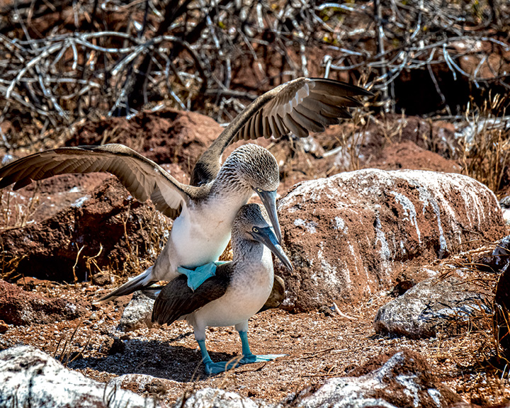 Galápagos Islands Images