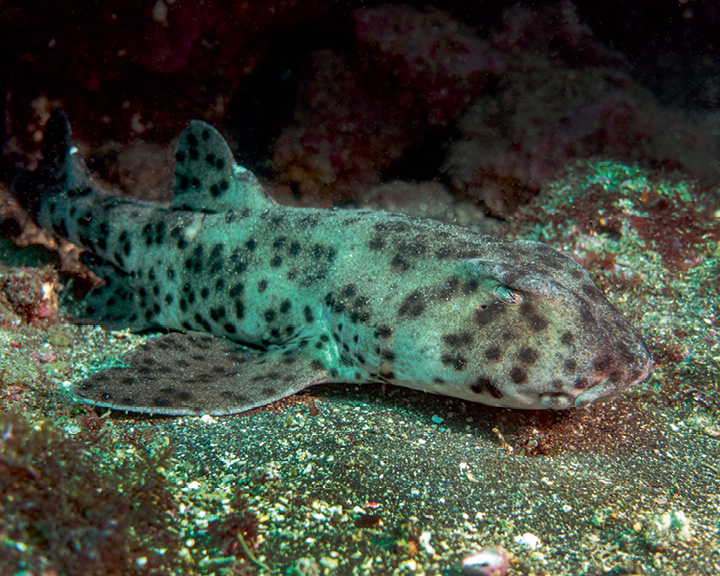 Discover Galápagos Islands Through The Lens Of Dr. Latika Nath