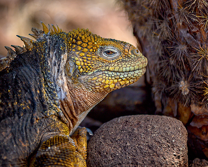 Galápagos Islands Images