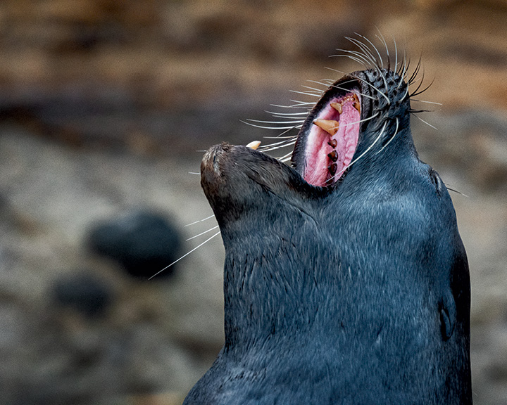 Galápagos Islands Images