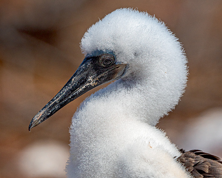 Galápagos Islands Images