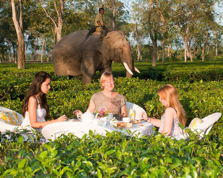 Tea Trail In Assam