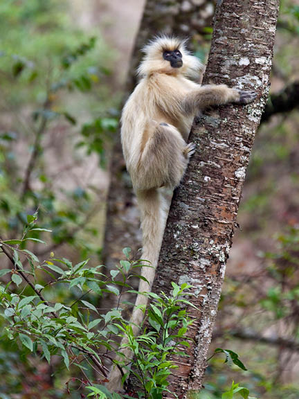 Bhutan Adventure