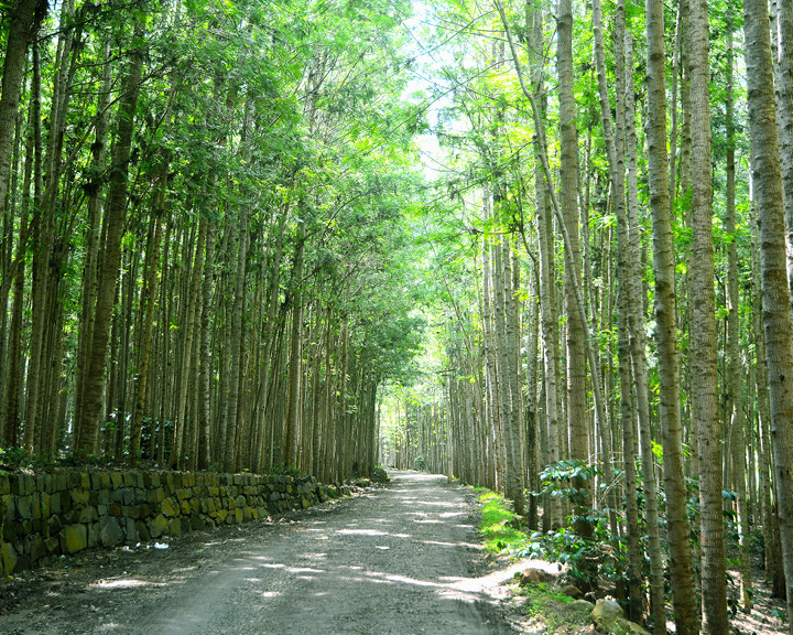 Yercaud