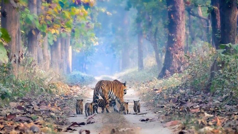 This Touching Photo Instills Hope About India’s Rising Tiger Population This Touching Photo Instills Hope About India’s Rising Tiger Population