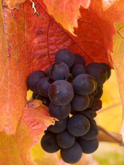 Mt Difficulty Wines