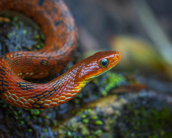 Singalila National Park