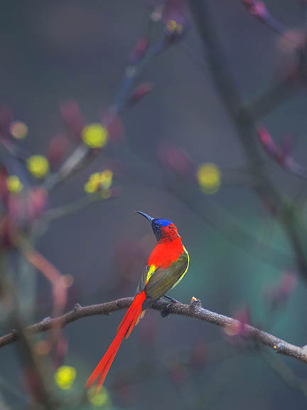 Singalila National Park