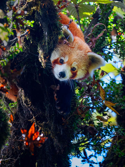 Singalila National Park