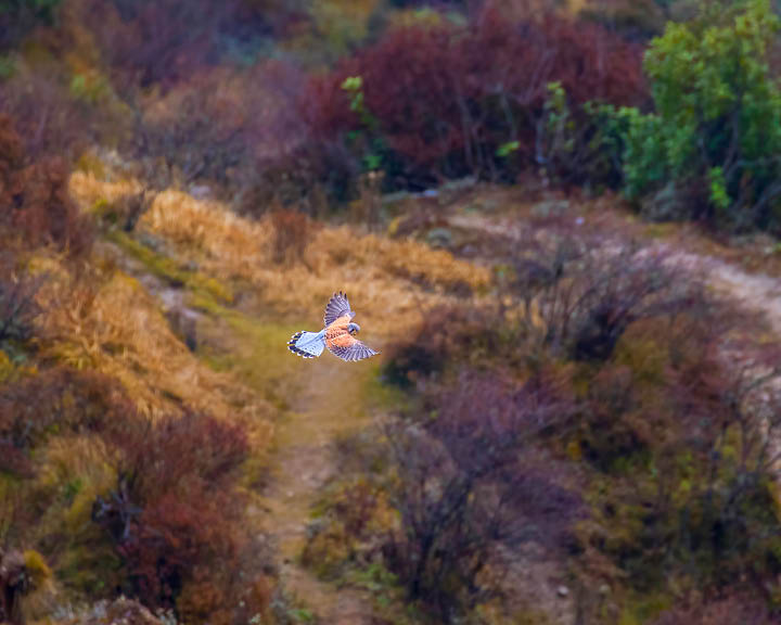 Singalila National Park
