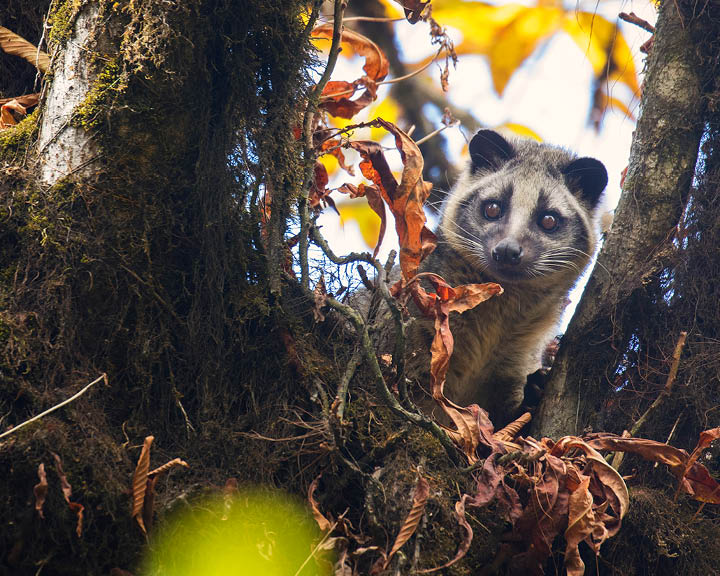Singalila National Park