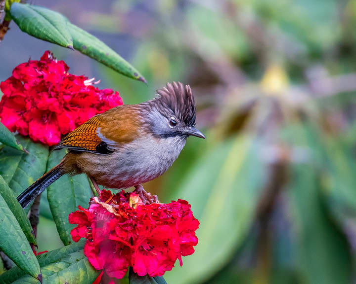 Singalila National Park