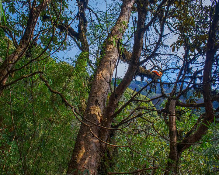 Singalila National Park