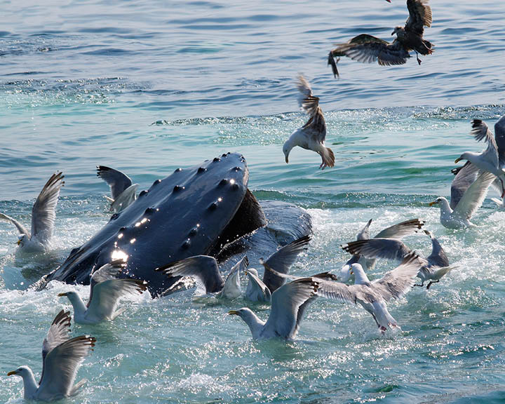 Boston Coast Humpback
