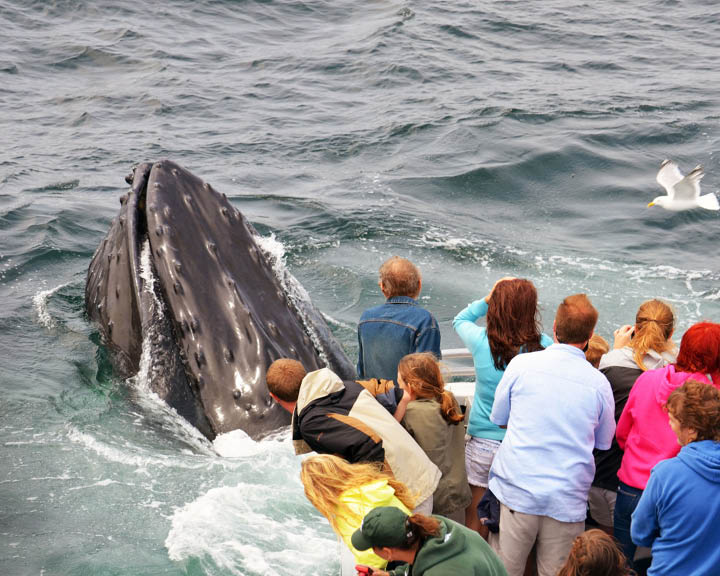 Boston Coast Humpback