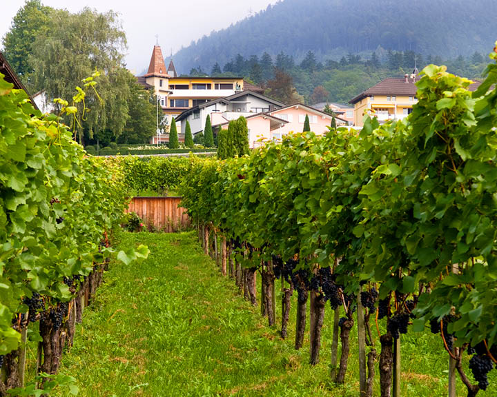 Wine In Liechtenstien