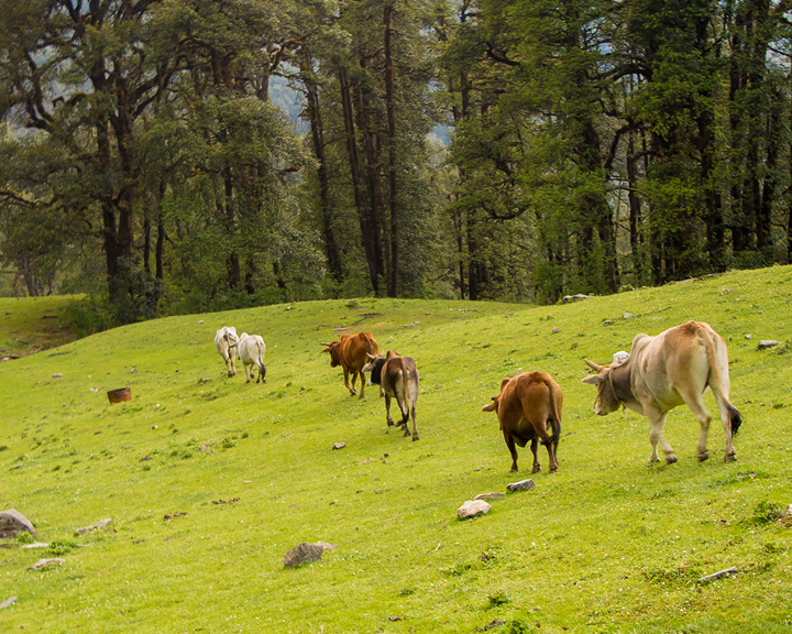 Offbeat Experiences In India