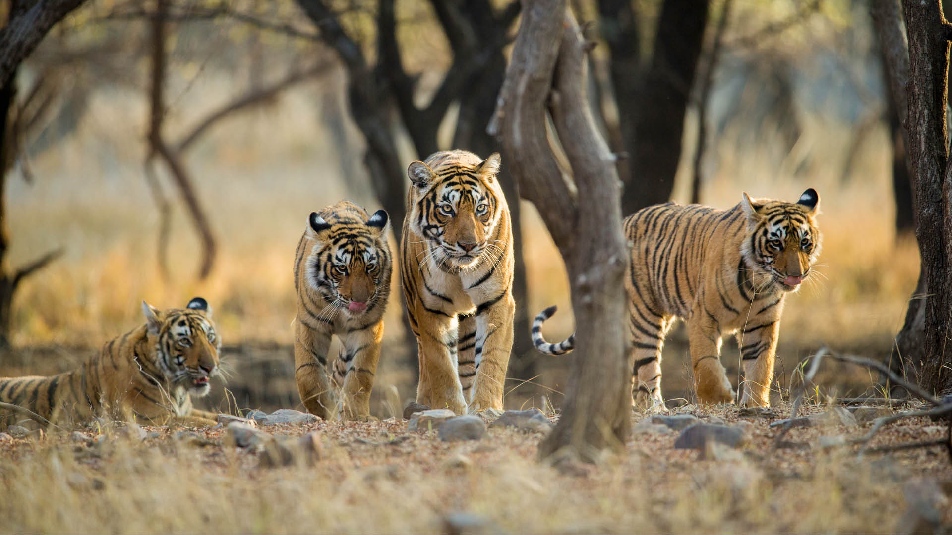 In A Shocking Report 26 Tigers Are Missing From Ranthambore National Park