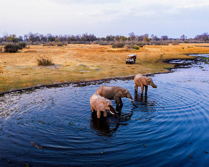 Walk With The Wild