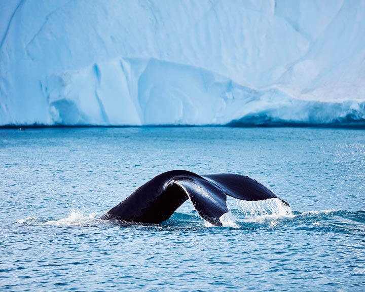 Sailing Above The Arctic Circle