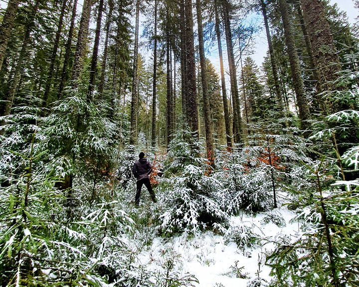 Germany's Black Forest