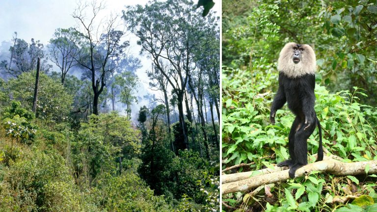 Here’s Why You Need To Explore This Untouched Rainforest Of Kerala! Here’s Why You Need To Explore This Untouched Rainforest Of Kerala!