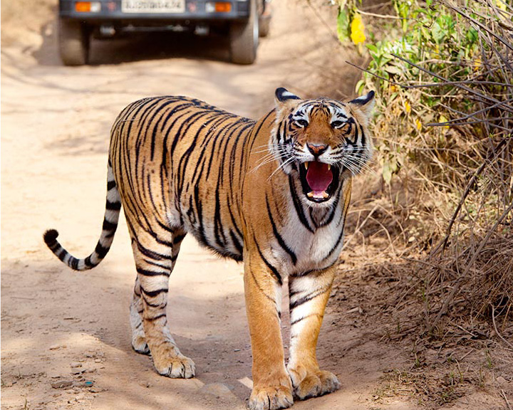 roadtrips from jaipur