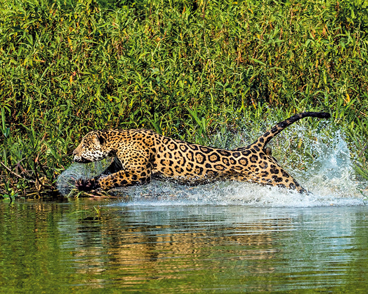 steve winter jaguars
