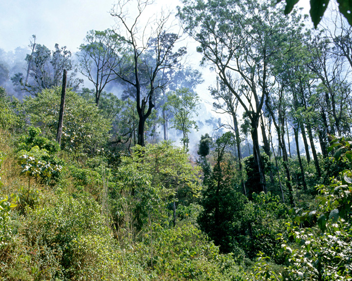 Kerala Rainforest