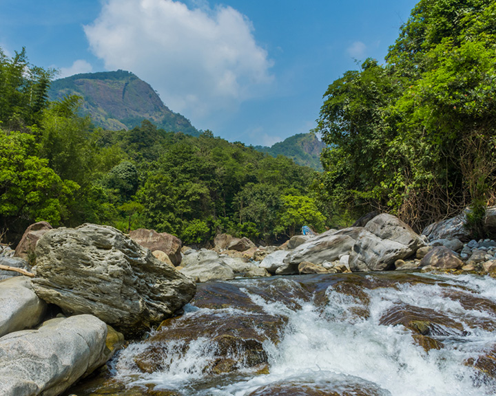 Kerala Rainforest