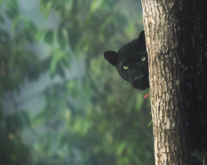 Images Of Black Panther